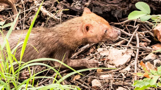 Avistamiento histórico: reaparece el jagua yvyguy por primera vez en décadas en Concepción