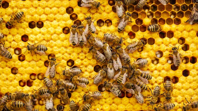 En el Día de las Abejas, ¿cuál es tu miel favorita?