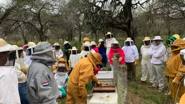 Dulce oportunidad de negocio: Paraguay produce 1.000 toneladas de miel al año (y podría triplicar la cifra)