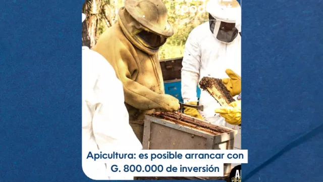 InfoBiz Podcast: Se puede iniciar en el negocio de la apicultura desde G. 800.000 de inversión
