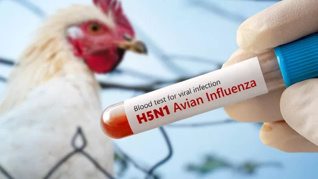 Entre el riesgo y la oportunidad: Paraguay refuerza controles y mira nuevos mercados avícolas