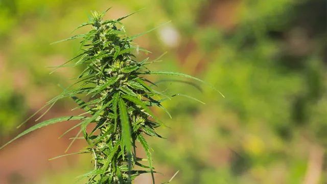 Nicolás Paredes: “El país es ideal para empresas que buscan industrializar el cannabis no psicoactivo y realizar operaciones regionales”