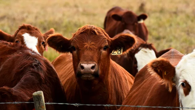 La carne paraguaya ganó terreno global con más volumen y mejores precios este último mes