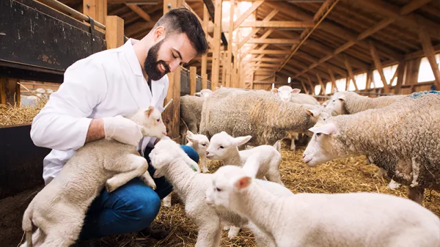 Calidad que corre por las venas: genética animal nacional conquista mercados internacionales