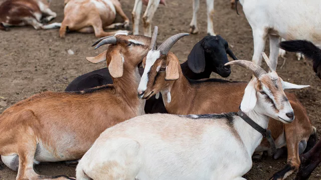 De locura, nada: la cabra se convierte en opción seria para el productor paraguayo