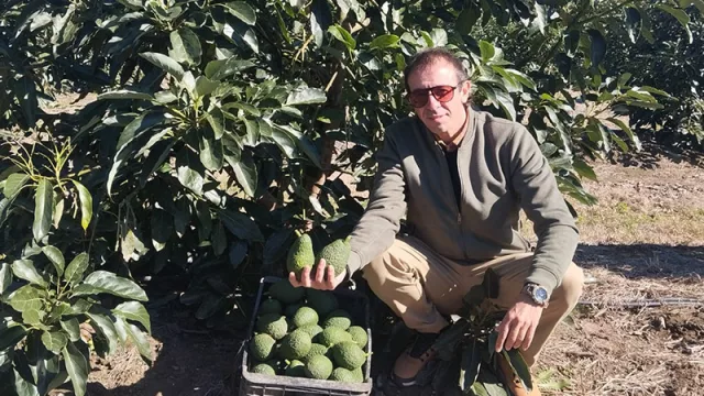 Fruta que crece, mercado que florece: un cultivo incipiente con menos de 100 hectáreas de aguacate con fines comerciales