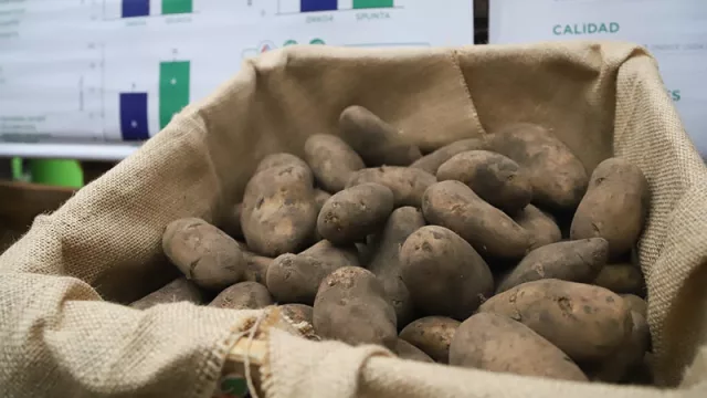 Más papa local y menos importaciones: apuntan a duplicar la producción (con 41% más de toneladas)