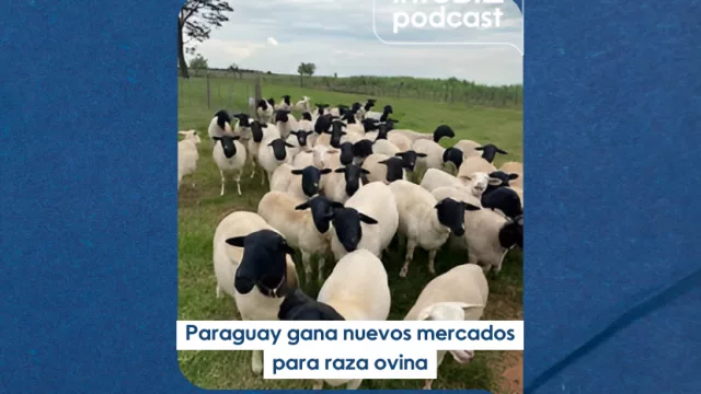 Paraguay diversifica su producción ganadera, ganando nuevos mercados para la carne ovina