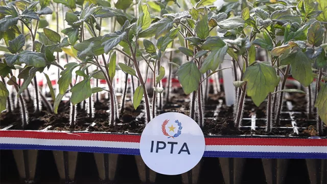 Biotecnología con sello nacional retoma impulso en semillas propias y apunta al pequeño productor