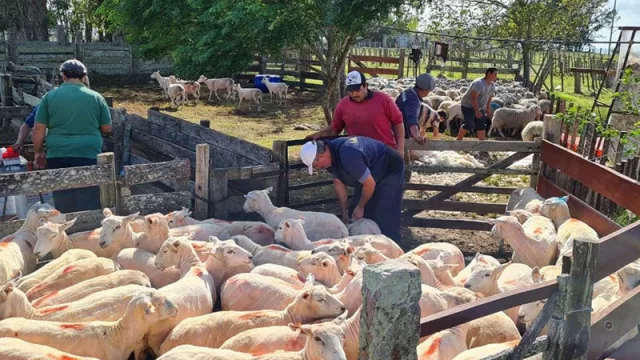 La carne ovina se alista para dar el salto: con mayor inversión y capacitaciones, el rubro quiere llegar a 15 millones de cabezas