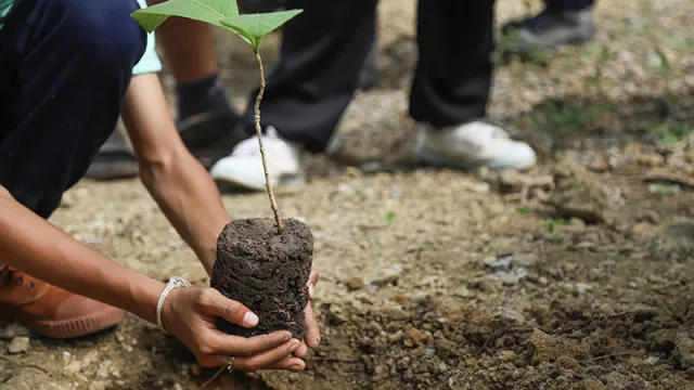 Sector forestal quiere echar raíces: Paraguay podría exportar entre US$ 250 y US$ 500 millones al año en créditos de carbono