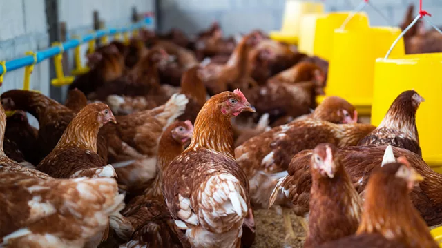 Industria aviar vuela alto: prevén crecer 6% este año y apuntan a más mercados internacionales