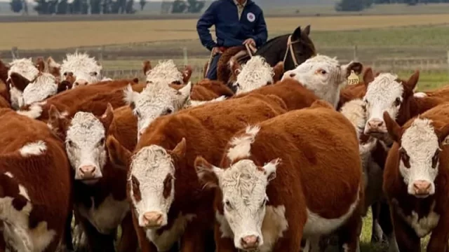 Con inversión y estrategia, Paraguay invierte fuerte para reposicionar la raza Hereford a nivel regional