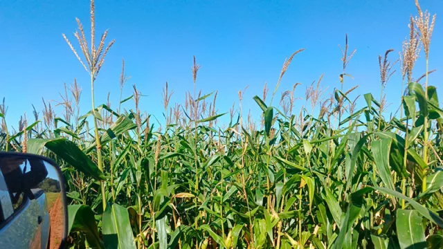 Del suelo a la mesa: el modelo productivo que convierte a Cuatro Vientos en ejemplo de sostenibilidad y prioriza a las familias