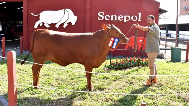 Rafael Angulo: “La cantidad de marcas que se suman a Senepol es una muestra de la confianza que genera la raza”