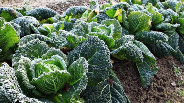 El frío no perdona: tres claves para proteger cultivos en invierno