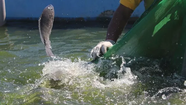 ¿Sabías que en Paraguay se cría salmón? La acuicultura local se expande con producción de nuevas especies