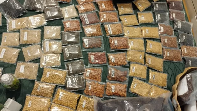 Paraguay lidera red internacional para rescatar semillas nativas y criollas de América Latina