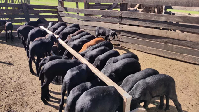 Una industria que apueste por lo natural: la clave para volver a criar razas laneras