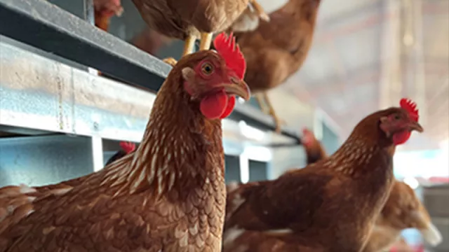 Libres y productivas: crece la tendencia de huevos camperos en el país