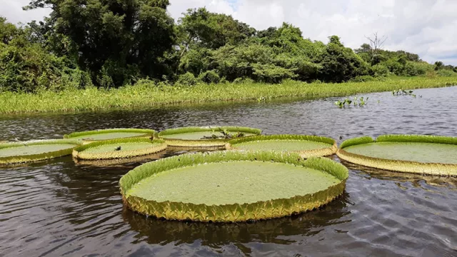 Propone la creación de un Comité Nacional de Humedales, integrado por gobierno, sociedad civil y sector privado
