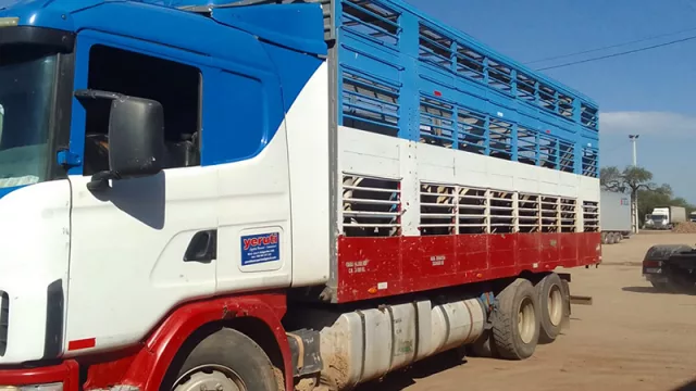 Desde lo alto del Chaco: Cabaña paraguaya exportó genética Brahman a Argentina por de US$ 110.000