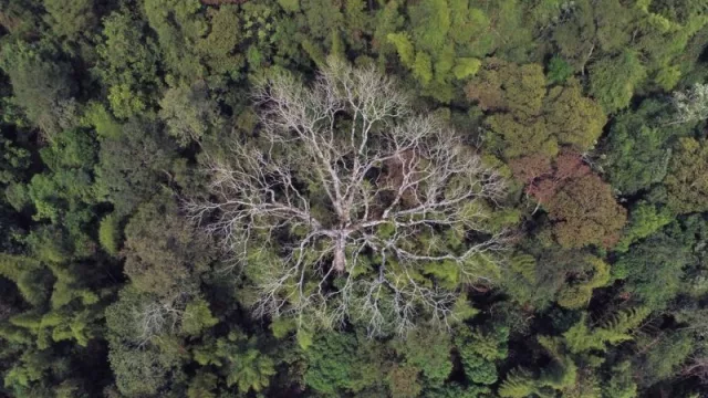 A Todo Pulmón Paraguay Respira vuelve para premiar a los “Colosos de la Tierra”