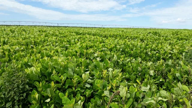 ¿Suelo sano, negocio seguro? Así evoluciona el manejo agrícola en el país