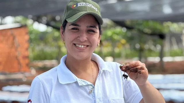 Con más de 3.000 toneladas estimadas, arranca la temporada de frutilla en Central