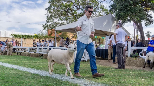 Criadores de la raza Texel exportan genética por primera vez y suman una nueva raza ovina local al mapa internacional