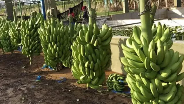 La banana paraguaya crece con fuerza: más consumo local, más hectáreas y más valor agregado
