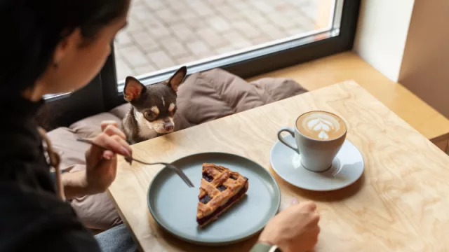 Guía pet friendly en Asunción: los lugares más amigables para salir a comer con tu mascota