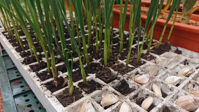 Reactivan cultivo de ajo y proyectan ingresos de hasta G. 35 millones por productor