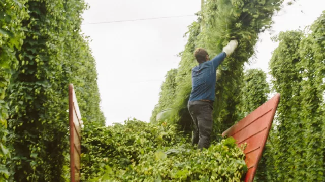 Un modelo de negocio centrado en generar Impacto Positivo en la cadena de valor, prioridad estratégica de Corporación Hijos de Rivera