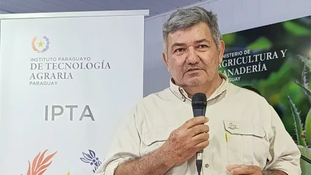 Semillas mejoradas del IPTA elevan rendimiento del almidón al 32% y acortan el ciclo de la batata