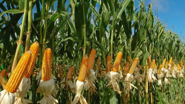 El campo se recupera con más maíz en escena (superficie de cultivo creció 16,6%)