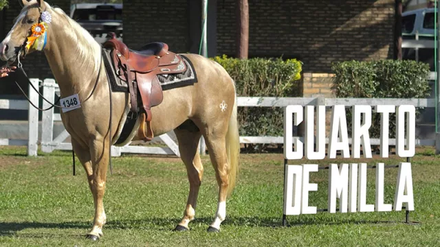 Millonarios de cuatro patas: los ejemplares top de la Expo Paraguay 2025 juntaron US$ 3,7 millones