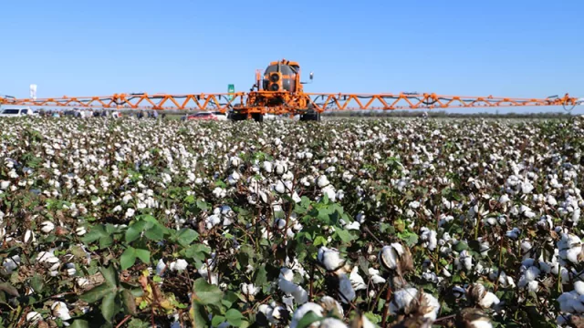 El algodón toma impulso: el Chaco apuesta por el cultivo mecanizado y apunta al mercado asiático