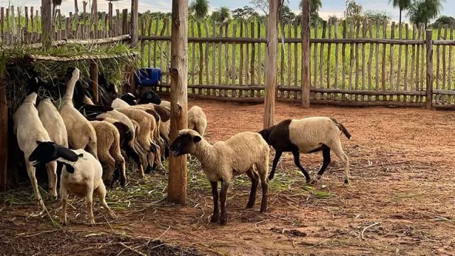 Cordero y cabrito, con sello propio: Doctor Cordero 777 y Caprichelo 777 posicionan nuevos sabores en la mesa paraguaya