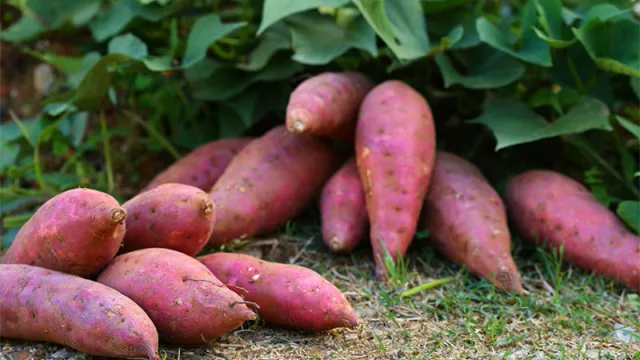 Diversificación con raíz firme: la batata gana terreno en el campo nacional (cultivo con potencial comercial y bajo costo)