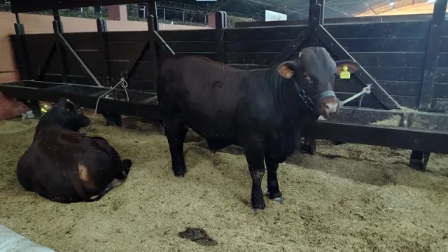 Genética paraguaya de Santa Gertrudis despierta interés en Argentina y Brasil