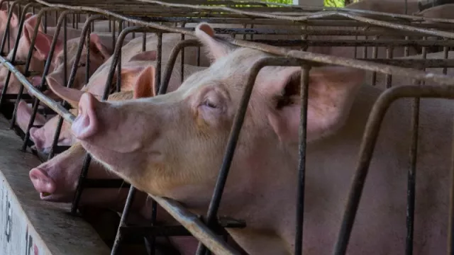 2025, el año del cerdo: exportaciones crecen y Singapur se suma como mercado (apuntan a llegar a las 20.000 t en envíos este año)