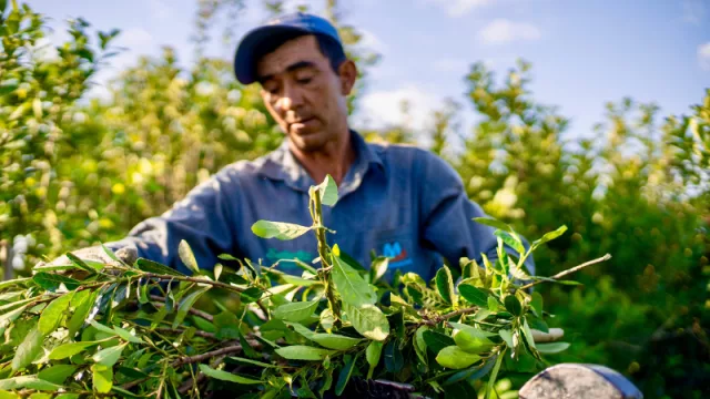 Yerba mate: de emblema cultural a motor estratégico que impulsa exportaciones, turismo e innovación en Itapúa
