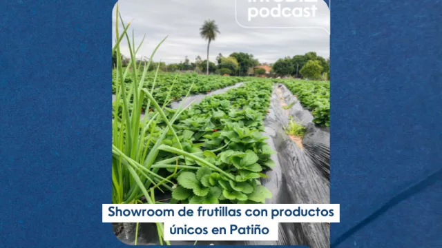 Showroom de frutillas con productos únicos en Patiño
