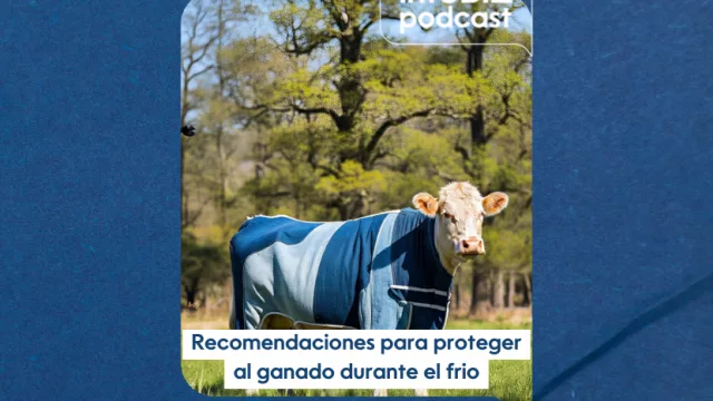Recomendaciones para proteger al ganado durante el frio
