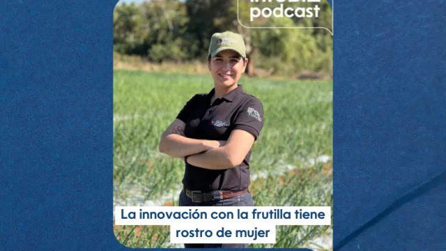 Frutilla en auge: productores y el MAG estiman más de 3000 toneladas en el Departamento Central