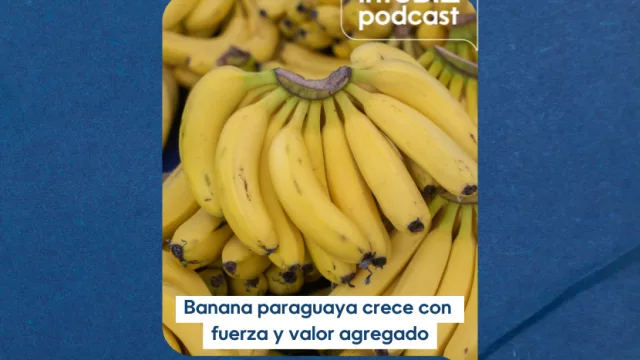 Banana paraguaya crece con  fuerza y valor agregado