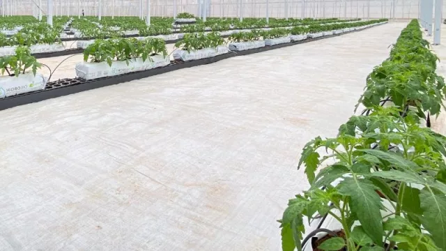 Cultivos sin suelo, pero con futuro: la hidroponía se acelera en el país (rúcula, albahaca, tomates y morrones, entre otros)