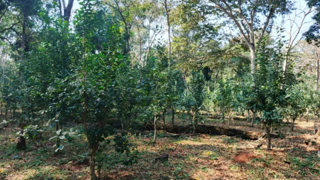 De Canindeyú a EE.UU. y Canadá: la yerba mate que respeta la naturaleza y genera ingresos de G. 100 millones/año