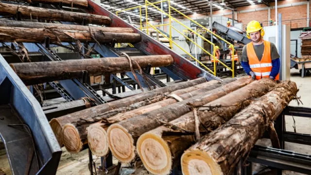 Petricor invierte en Caazapá: nueva fábrica forestal proyecta exportaciones millonarias y expansión industrial hacia Europa